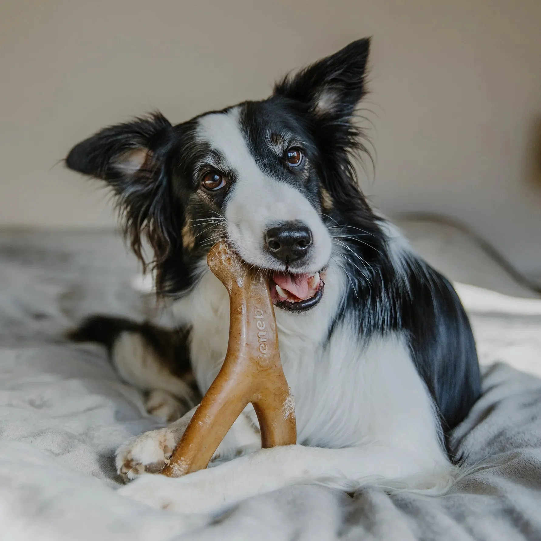 Benebone Wishbone